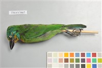 藏品(五色鳥)的圖片